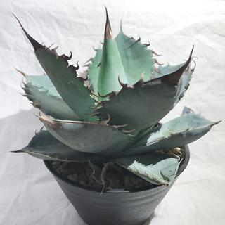 アガベ チタノタ ランチョタンバー 大株 幅広の葉 幅18㎝ 発根済