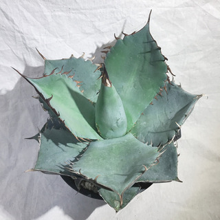 アガベ チタノタ ランチョタンバー 大株 幅広の葉 幅18㎝ 発根済