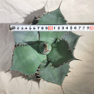 アガベ チタノタ ランチョタンバー 大株 幅広の葉 幅18㎝ 発根済