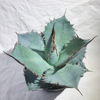 アガベ チタノタ ランチョタンバー 大株 幅広の葉 幅18㎝ 発根済