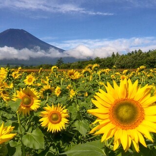 世界遺産 富士山とひまわり畑 写真 A4又は2L版 額付き