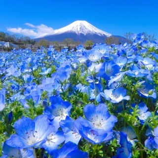 世界遺産 富士山とネモフィラ 写真 A4又は2L版 額付き
