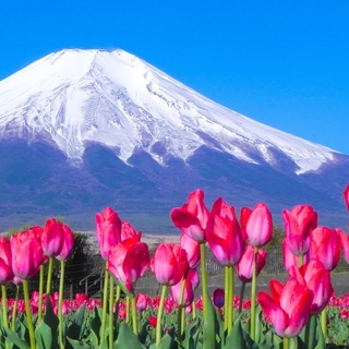 世界遺産 富士山とチューリップ畑写真 A4又は2L版 額付き