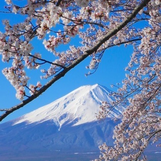 世界遺産 富士山と桜写真 A4又は2L版 額付き