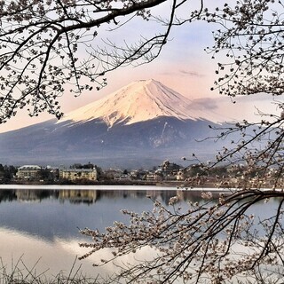 世界遺産 富士山とさくら 写真 A4又は2L版 額付き