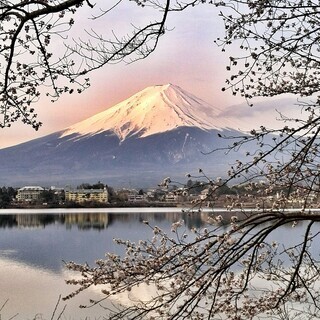 世界遺産 富士山とさくら　 写真 A4又は2L版 額付き