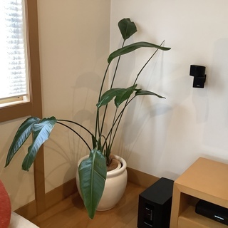 【譲ります】観葉植物　大型　ストレリチア・オーガスタ