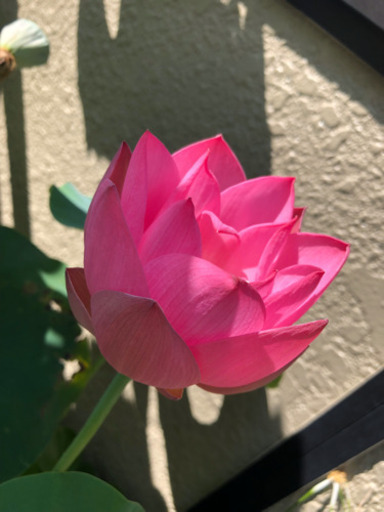 茶碗蓮小株2株 Konn 菊川のその他の中古あげます 譲ります ジモティーで不用品の処分