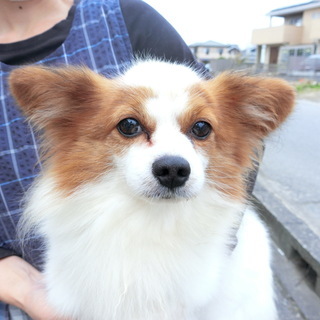 千葉県の犬の里親募集 ジモティー 千葉県の犬の里親募集 ジモティー