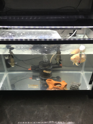 オスカー　熱帯魚　古代魚水槽フルセット