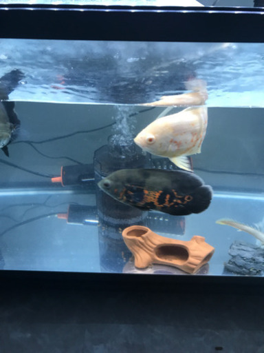 オスカー 熱帯魚 古代魚水槽フルセット Alba Com Gt オスカー 熱帯魚 古代魚水槽フルセット Alba Com Gt