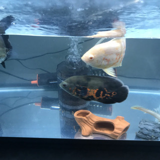 オスカー 熱帯魚 古代魚水槽フルセット 【公式通販】