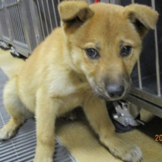 岡山県の子犬 里親募集 ジモティー 岡山県の子犬 里親募集 ジモティー