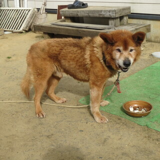 心無い飼い主に捨てられたとみられる、老犬ですが・・・・・・・・必死に生きようとしています。 - 鹿嶋市