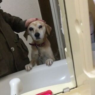 目にハンデのあるミックス犬 女の子 ちばにゃん 東海の犬の里親募集 ジモティー 目にハンデのあるミックス犬 女の子 ちばにゃん 東海の犬の里親募集 ジモティー