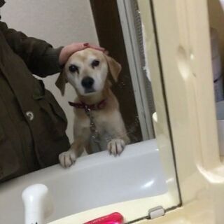 目にハンデのあるミックス犬・女の子