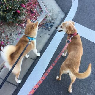 目にハンデのあるミックス犬 女の子 ちばにゃん 東海の犬の里親募集 ジモティー