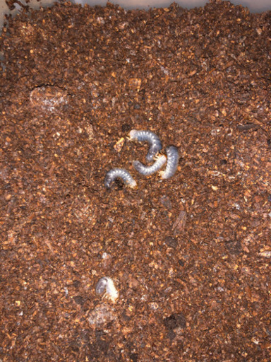 ネプチューンオオカブトの幼虫5匹