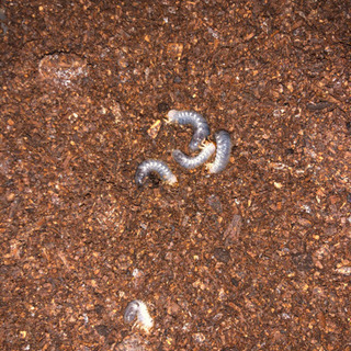 ネプチューンオオカブトの幼虫5匹