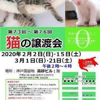 猫の譲渡会!三宮開催3月1日　3月21日開催中止