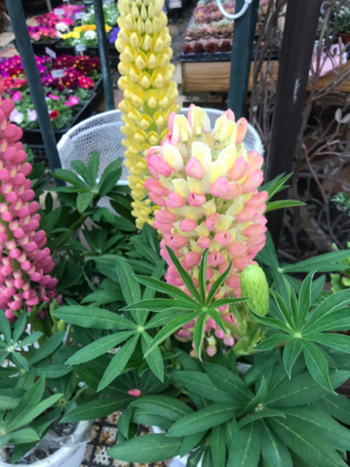 ルピナス5寸巨大な苗です 花遊瑞花 ナックル 鴻巣のその他の中古あげます 譲ります ジモティーで不用品の処分 ルピナス5寸巨大な苗です 花遊瑞花 ナックル 鴻巣のその他の中古あげます 譲ります ジモティーで不用品の処分