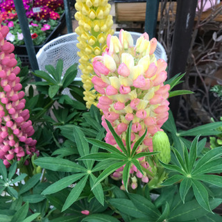 ルピナス５寸巨大な苗です 花遊瑞花 ナックル 鴻巣のその他の中古あげます 譲ります ジモティーで不用品の処分