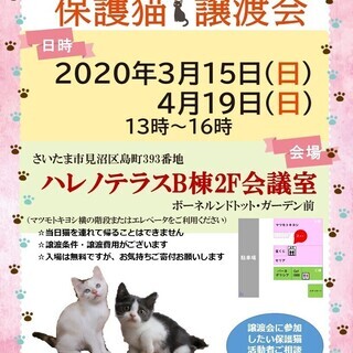 3/15(日）ハレノテラス保護猫譲渡会