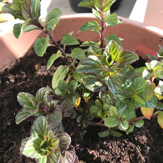 無農薬有機肥料ミント苗ハーブ 酢酸 三鷹のその他の中古あげます 譲ります ジモティーで不用品の処分