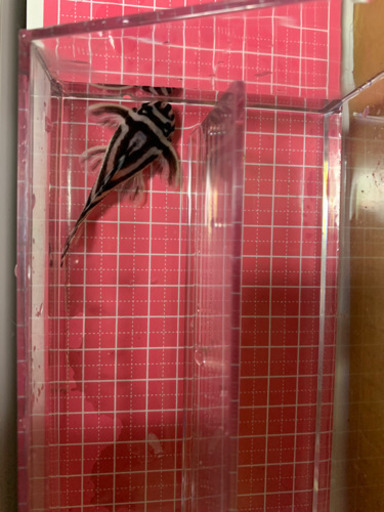 最終値下げ❗️】インペリアルゼブラプレコ8匹。(バラ売り有り)