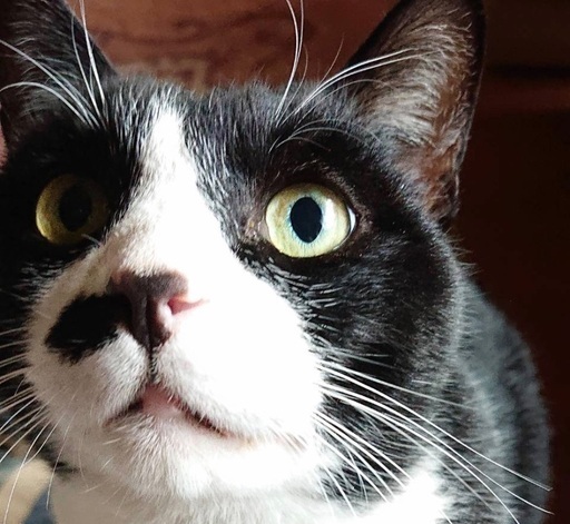 おっとりどっしりした猫 です 去勢済み のむ 石見津田の猫の里親募集 ジモティー