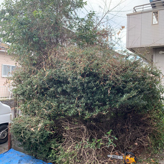 夏前にお庭のお手入れ🌳(キャンペーン中！！)