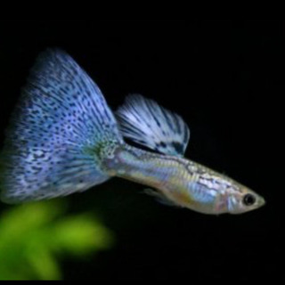 人気の熱帯魚＊ガラスのブルーグラス稚魚10匹セット＊グッピー
