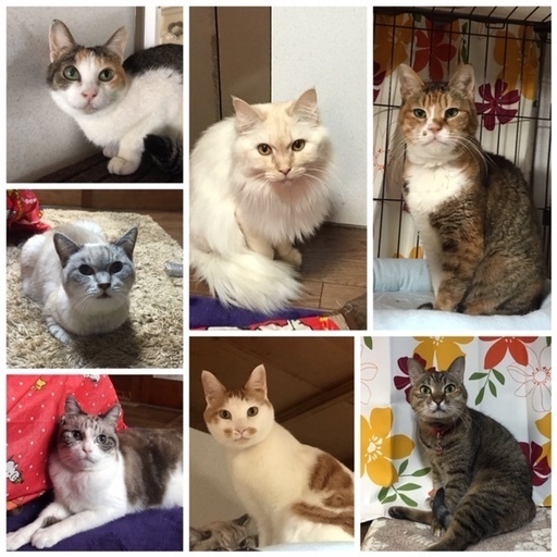 保護猫カフェふみふみ 保護猫カフェふみふみ 尼崎センタープール前の猫の無料広告 無料掲載の掲示板 ジモティー 保護猫カフェふみふみ 保護猫カフェふみふみ 尼崎センタープール前の猫の無料広告 無料掲載の掲示板 ジモティー