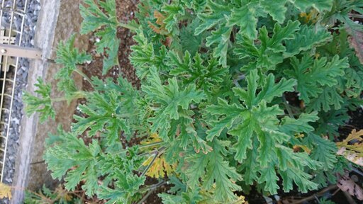 ゼラニウム 蚊連草 カット苗4 5本 無農薬栽培 とっしー 川間のその他の中古あげます 譲ります ジモティーで不用品の処分