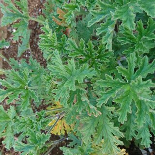 ゼラニウム 蚊連草 カット苗4 5本 無農薬栽培 とっしー 川間のその他の中古あげます 譲ります ジモティーで不用品の処分 ゼラニウム 蚊連草 カット苗4 5本 無農薬栽培 とっしー 川間のその他の中古あげます 譲ります ジモティーで不用品の処分