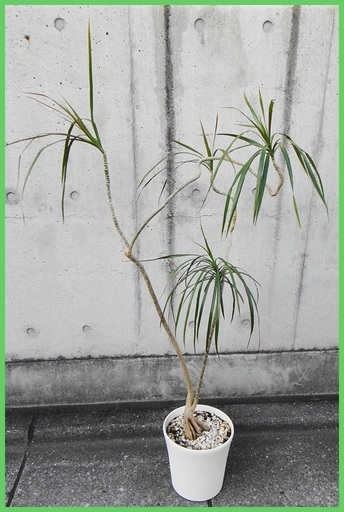 珍しい観葉植物⁂ドラセナ・コンシンネ⁂おしゃれな曲がり樹形8号鉢