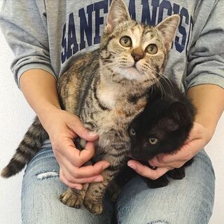 2月23日(日)三鷹で猫の譲渡会に出します❤️ 女の子二人！キキとスネ夫 変な名前でごめんなさい。キジシロがスネ夫、キジトラがキキです共に1才半くらいです。 − 東京都