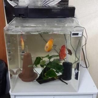 アクリル水槽、キャビネットセット美品