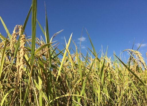 玄米　令和1年産　無肥料無農薬ひのひかり