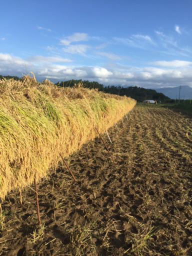 令和1年産 こしひかり 精米 30キロ