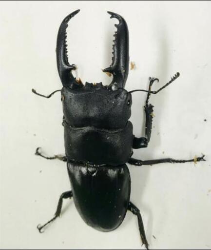 フィリピン産 クワガタ カブト ワイルド便の入荷です！(^^)v