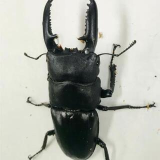 フィリピン産 クワガタ カブト ワイルド便の入荷です！(^^)vの通販はau 