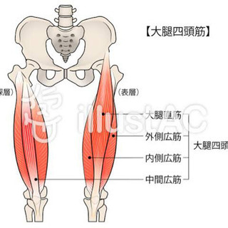 〜大腿四頭筋の肉離れについて〜