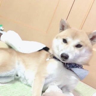 愛犬チビ(柴犬 ♂ 1歳)見つかりました！！！