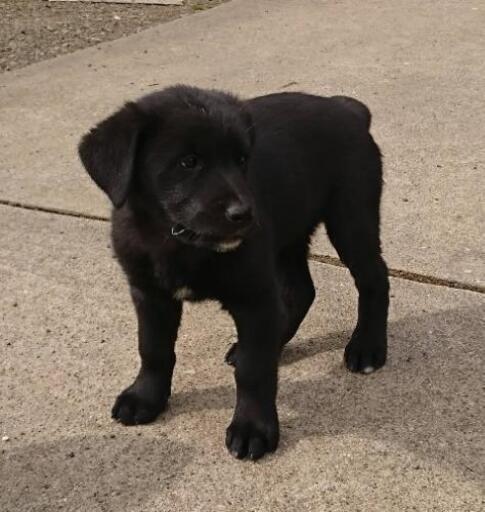 交渉中につき新規受付終了致します ラブラドールとポインターのミックス ファーマー 南仙台のラブラドールの里親募集 ジモティー