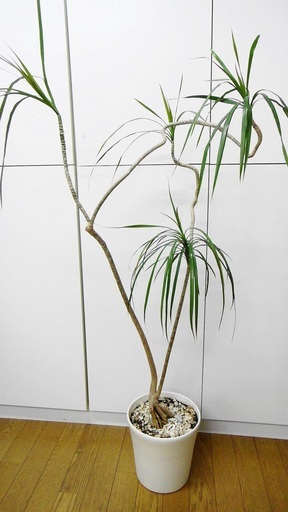 枝曲がりがオシャレな観葉植物⁂ドラセナ・コンシンネ⁂８号白鉢付
