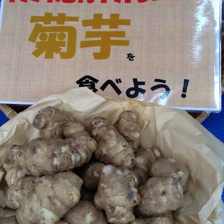 便秘解消にブーム中の『菊芋』を今日・明日、店頭販売しています（桜問屋金土市） - 河内長野市