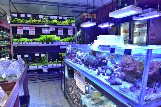 アクアリウム専門ショップでの接客 レジ打ち 熱帯魚の管理 東京サンマリン 小岩の接客の無料求人広告 アルバイト バイト募集情報 ジモティー