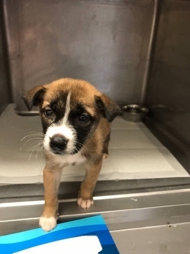 里親決定 有難うございました 中型雑種の子犬兄弟が動物病院でご縁を待っています 僕達と家族になってくださいฅ ﻌ ฅ Kmhらぶ 江戸川のその他の里親募集 ジモティー