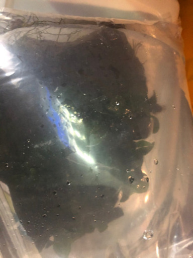 ✨大株✨石付き水草とアクアリウム用品のセット！バラ売り可能